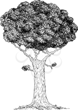 Vector carton digital pen and ink illustration of broadleaved tree.