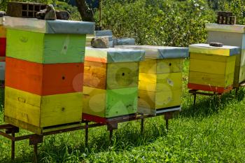 Wooden beehives in the forests of Montenegro