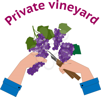 Vineyard logo. Design concept for private vineyard  in flat style. 