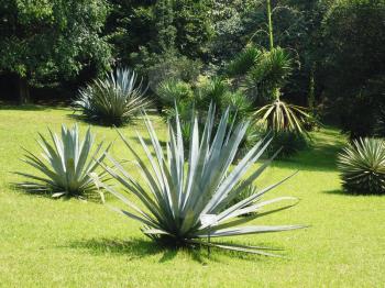 agave growing on the lawn under natural conditions