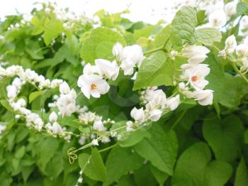 blooming hedges in the countryside, seasonal plant,