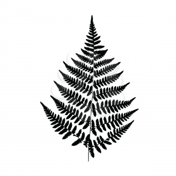 Black fern silhouette isolated on white background