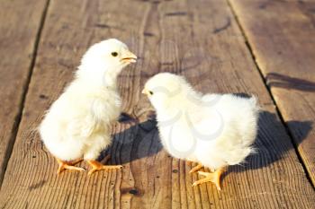 Chicks standing on a wooden surface beside each other