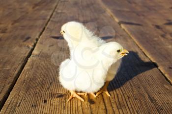 Chicks standing on a wooden surface beside each other