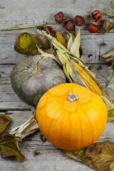 Happy Thanksgiving Day, Decoration on a wooden table with Pumpkins, Corncob and autumn leaves