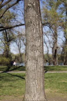 Tree trunk in the woods