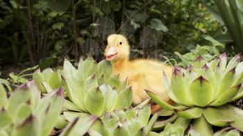 Baby Duck in The Garden Outdoors