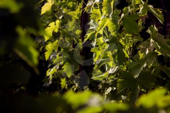 Young Green Grapes and VInes in the Garden 