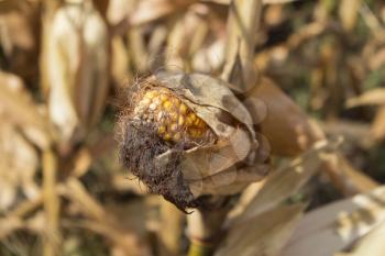 Ripe Corn In The Field Ready To Be Harvested 