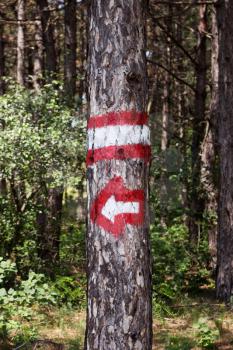 Tree Trunk In The Woods With Arrows Directional Sign