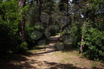 Hiking Trail In The Woods. Green Planet Concept