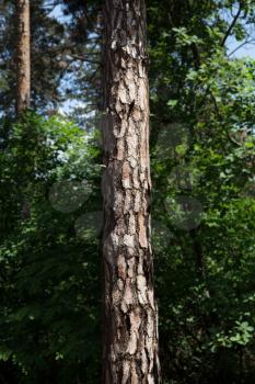 Tree Trunk In The Woods. For Copy Space, Arrows ,Signs, Signposts and Directions
