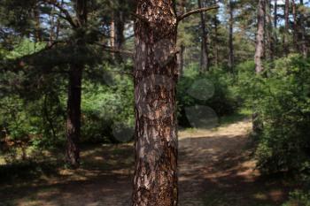 Tree Trunk In The Woods. For Copy Space, Arrows ,Signs, Signposts and Directions
