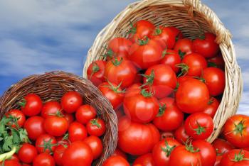 Wooden basket with fresh tomatoes