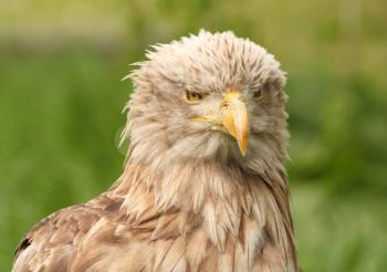 European white tailed eagle