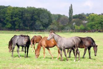 herd of horses in pasture