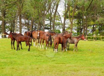 herd of young horses