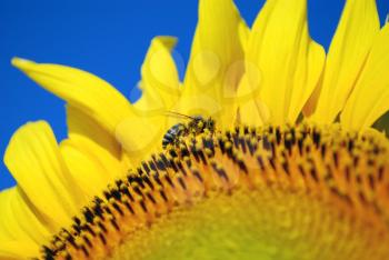 Nature scene with honeybee covered with sunflower pollen