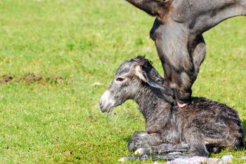 Just born little donkey on meadow