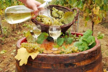 Pouring white wine in vineyard