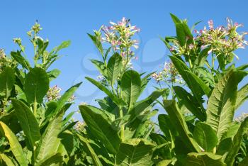 Tobacco plant with flower field