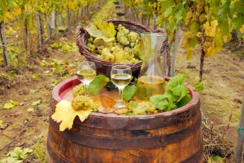 White wine and grape in vineyard