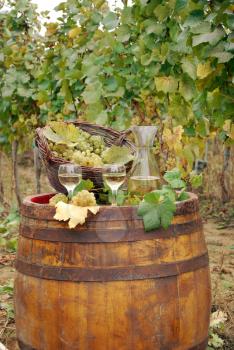 Autumn scene with vineyard and white wine