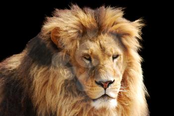 Animal king lion head on black background