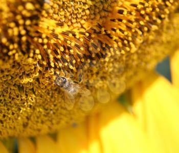 bee on sunflower macro shot
