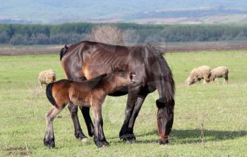 horse foal neigh on pasture