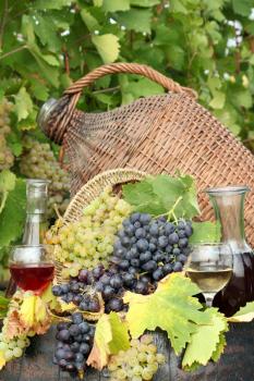 grape and wine autumn scene