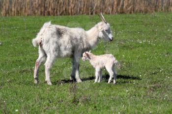 just born little goat