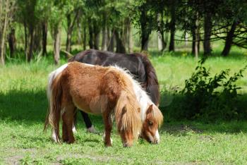 pony horses in pasture