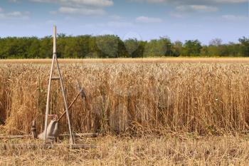 wheat field with old wooden rake