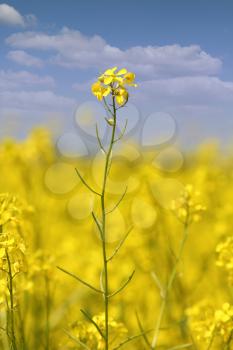yellow flowers and blue sky summer scene