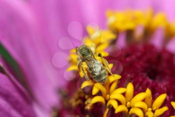 bee on flower macro nature