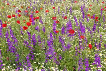 poppy and wild flowers meadow nature scene