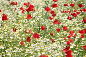 spring meadow with poppy and chamomile flowers