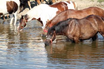 horses drink water nature scene