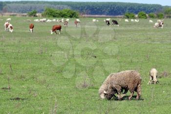sheep and cows on pasture