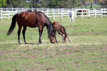mare and foal grazing farm scene