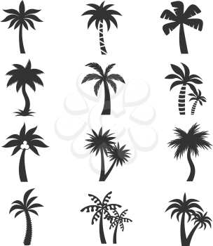Tropical palm tree silhouettes on the white background. Set of exotic tropical plant with big leaves. Vector illustration
