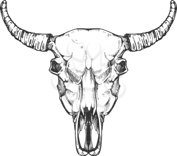 Vintage buffalo skull vector sketch. Bull animal head bones in hand drawn style. Cow head with horn illustration