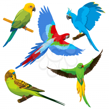 Cartoon parrots, tropical birds vector set. Exotic color parrot, animal cute tropical parrot illustration
