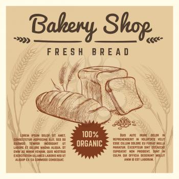 Bakery shop vector retro poster with hand drawn ears of wheat. Fresh bread sketch, illustration of vintage banner bakery