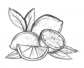 Lemons hand drawn vector illustration in black and white. Fruit citrus sketch