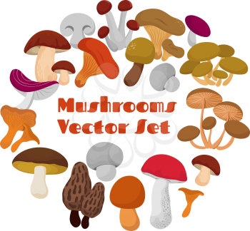 Delicacies fresh edible mushrooms vector set. Mushrooms of collection in round form illustration