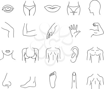 Line human male and female body parts vector set. Anatomy body part, contour leg and breast illustration