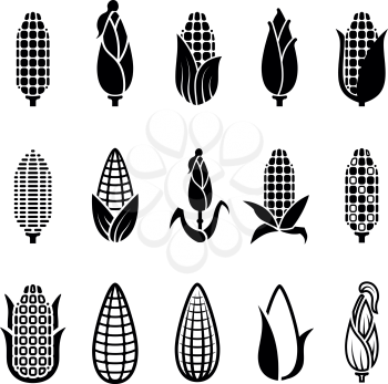 Fresh corn harvest vector icons set. Maize corn, illustration of fresh harvest corncob monochrome