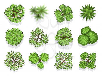 Top view tree collection - green foliage isolated on white background. Green plant top, nature tree collection illustration vector